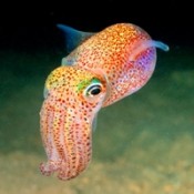 魷魚類 (16)