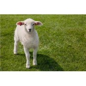 羊類  (14)