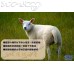 L00C 紐西蘭(BB羊)法式羊架(約820g/包, 2排, 總數16支骨),會員價$428/kg, 價錢以過磅為準