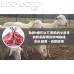 L00C 紐西蘭(BB羊)法式羊架(約820g/包, 2排, 總數16支骨),會員價$428/kg, 價錢以過磅為準